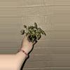 plant/SYNGONIUM Roli-0-thumbnail