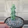 plant/Boobie Cactus (Myrtillocactus Geometrizans) 6" pot-0-thumbnail