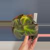 plant/Begonia Soli-Mutata Variegated Low-1-thumbnail