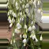 plant/Rhipsalis Campos Portoana 5”-1-thumbnail