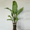 plant/Aglaonema Manila's Pride (reverted)-1-thumbnail