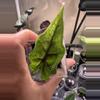 plant/Alocasia Jacklyn Aurea PUP-2-thumbnail