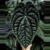plant/Anthurium luxurians starter plant growers choice-0-thumbnail