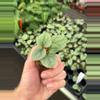 plant/Anthurium luxurians starter plant growers choice-1-thumbnail