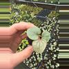 plant/Anthurium luxurians starter plant growers choice-3-thumbnail