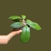 plant/H. Finlaysonii-2-thumbnail