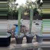 plant/Random cactus-0-thumbnail