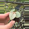 plant/Anthurium luxurians starter plant growers choice-2-thumbnail