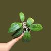 plant/H. Finlaysonii-3-thumbnail