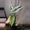 plant/Alocasia Scalprum-0-thumbnail