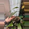 plant/Alocasia Polly - 2 plants in pot-0-thumbnail