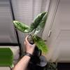 plant/Alocasia Scalprum-2-thumbnail