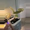 plant/Anthurium Super Silver x Purple
Yurple-1-thumbnail