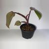 plant/Philodendron Persimmon Princess 4”-2-thumbnail