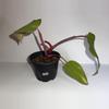 plant/Philodendron Persimmon Princess 4”-0-thumbnail