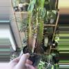 plant/Euphorbia Trigona-0-thumbnail