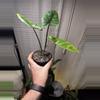 plant/Alocasia Scalprum-1-thumbnail