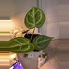 plant/Anthurium Super Silver x Purple
Yurple-2-thumbnail
