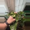 plant/Alocasia Dragon Scale Mint Variegated-1-thumbnail