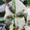 plant/Alocasia Regal Shield Albo TC Pre-Order-0-thumbnail