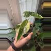plant/Alocasia Dragon Scale Mint Variegated-0-thumbnail