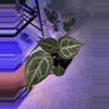 plant/Anthurium Super Silver x Purple
Yurple-0-thumbnail