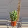 plant/Fairy castle cactus-0-thumbnail
