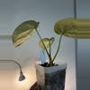plant/(NSE Red Crystal X Silver Blush) x self-1-thumbnail