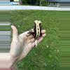 plant/RTB Black & Cream Harlequin-1-thumbnail