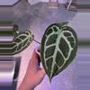 plant/(NSE Red Crystal X Silver Blush) x self-0-thumbnail