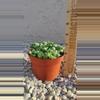plant/String of pearls-0-thumbnail