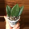 plant/Hoya Carnosa Splash circa 1980’s-0-thumbnail