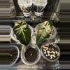 plant/Alocasia Polly pups-0-thumbnail