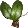 plant/Extra Large Hoya Vitellinoides—Free Shipping!-0-thumbnail