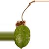 plant/Hoya Michele Splash—Free Shipping-0-thumbnail
