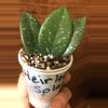 plant/Hoya Carnosa Splash circa 1980’s-1-thumbnail