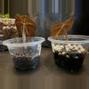 plant/Alocasia Polly pups-1-thumbnail