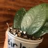 plant/Hoya Carnosa Splash circa 1980’s-2-thumbnail