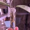 plant/Hoya Meena Silver-1-thumbnail