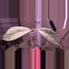 plant/Hoya Meena Silver-0-thumbnail
