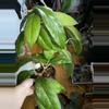 plant/Extra Large Hoya Vitellinoides—Free Shipping!-1-thumbnail