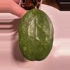 plant/Hoya Michele Splash—Free Shipping-1-thumbnail
