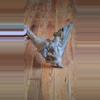 plant/Driftwood daggger-5-thumbnail