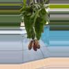 plant/Nepenthes Alata (Pitcher plant)-2-thumbnail