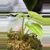 plant/Anthurium Circus Peanuts x Black Dress Clone seedling-3-thumbnail
