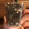 plant/Hoya Carnosa x Fungii cross-1-thumbnail