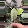 plant/Hoya Panggha Silver-1-thumbnail