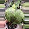 plant/Deykeae x Chicken Farm-0-thumbnail
