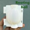 plant/Small Rooting Ball-0-thumbnail