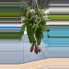 plant/Nepenthes Alata (Pitcher plant)-1-thumbnail